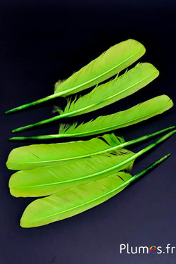 Cygne - 30-33 cm - lime
